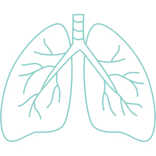 Image showing the diagram of lungs